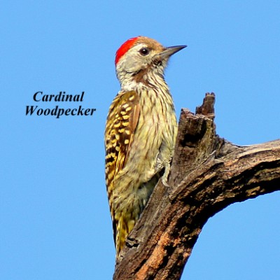 Cardinal Woodpecker